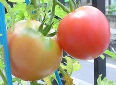 ミニトマト？に掲載されていた画像 1/2