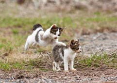 路上の不意打ちに掲載されていた画像